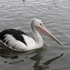 pelican
