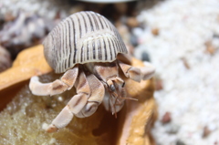 hermit crab