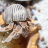 hermit crab