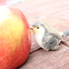 peck!
