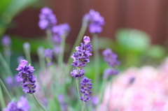 lavender