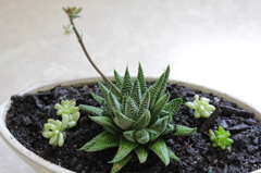 succulents
