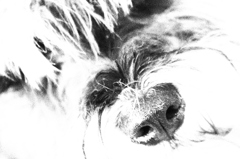 blackXwhite