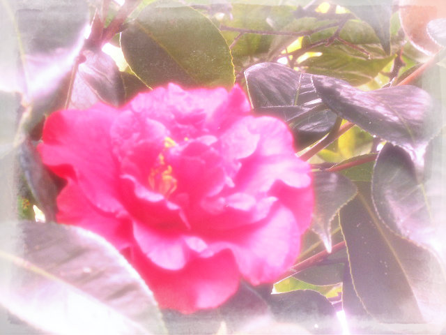 camellia
