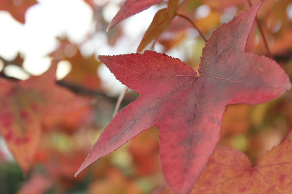 red leaves