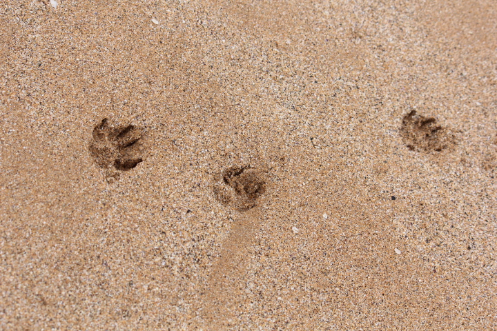 Lets walk on the beach.