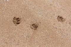 Lets walk on the beach.