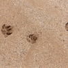 Lets walk on the beach.