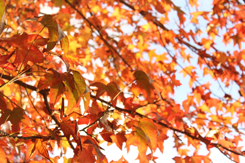 Fall turned the leaves