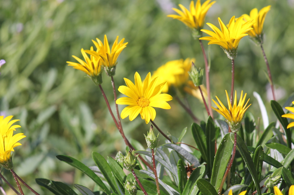 yellow flowers