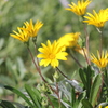 yellow flowers