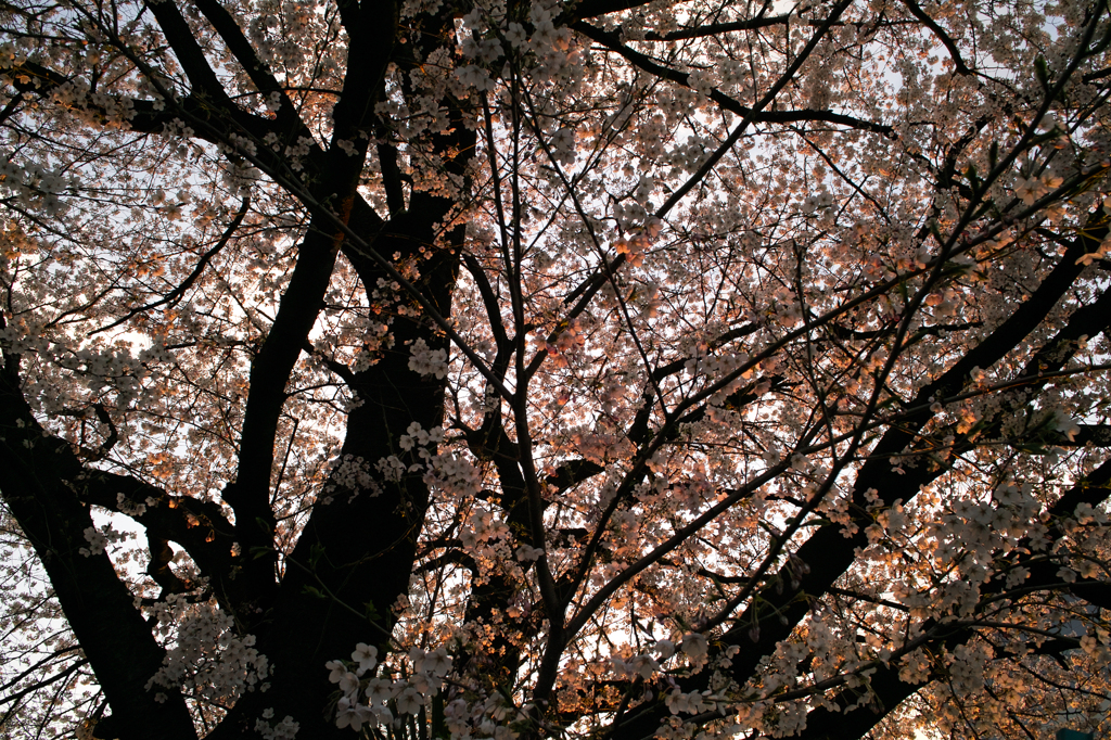 夕焼け桜