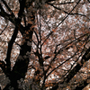 夕焼け桜