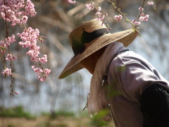 庭師と桜