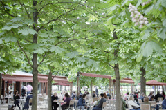 Café sous l'arbre