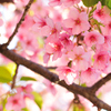 桜日和