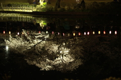 水面の桜