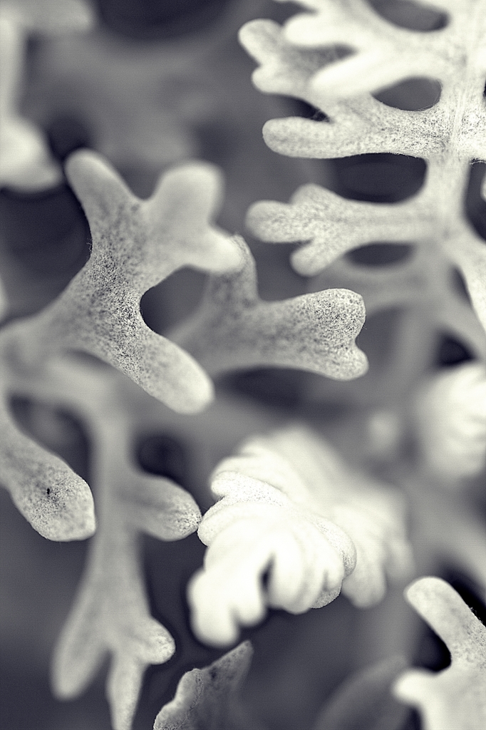 Dusty Miller