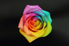 Rainbow RoseⅡ