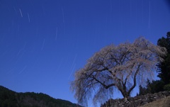 水戸野星グル