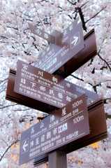 高山桜満開