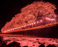 桜燃