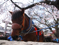 桃花祭　其ノ四