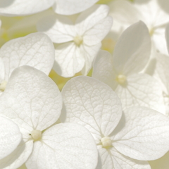 White Hydrangea