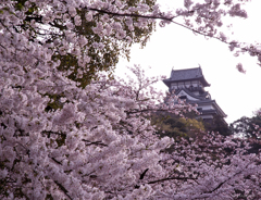 犬山城　春