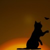 Cat ＆ Butterfly