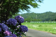 紫陽花の避暑地