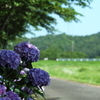 紫陽花の避暑地