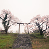 桜鳥居