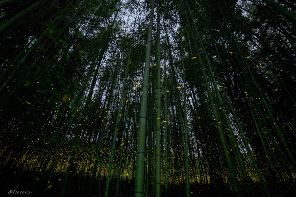 竹林の中で