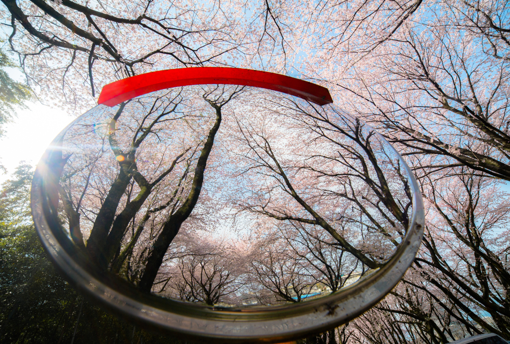 桜Reflection
