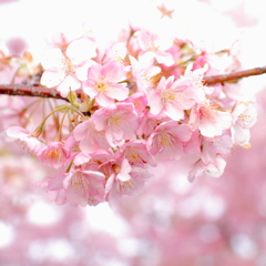 河津桜