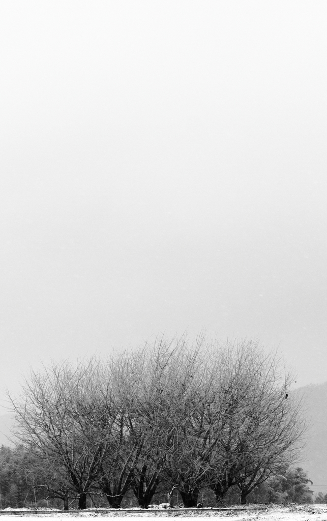 樹眠