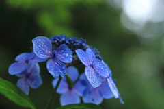 紫陽花の朝