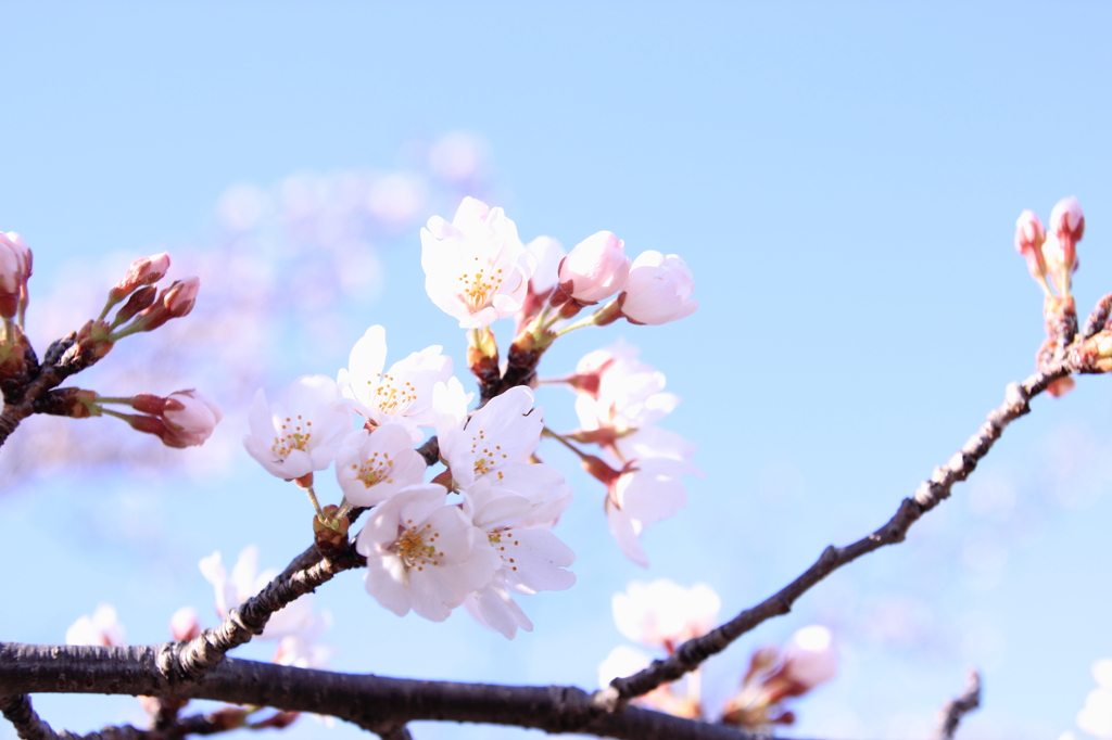桜咲