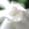 Gardenia