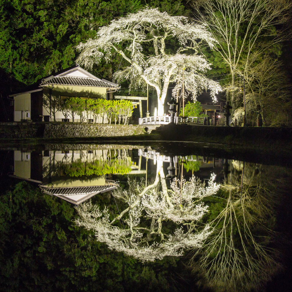 天王桜