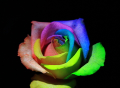 Rainbow Rose