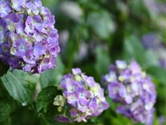 朝雨紫陽花