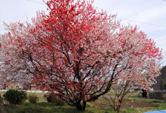 花桃
