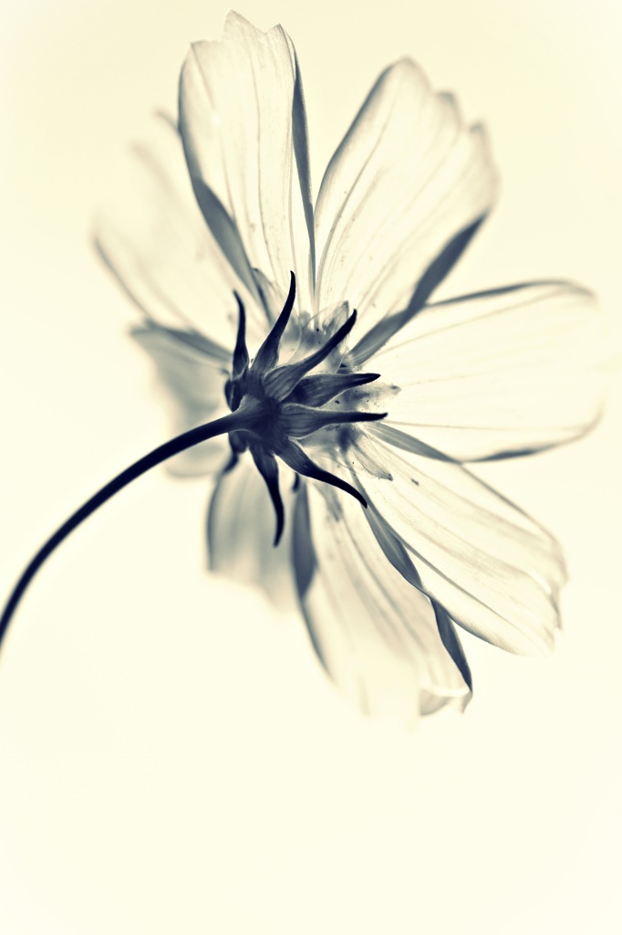 COSMOS