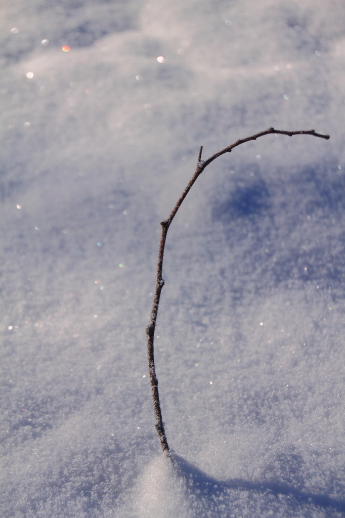雪の中の小さな木