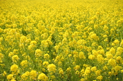 菜の花