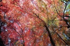 秋色彩々