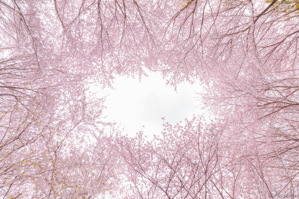 さくらの空
