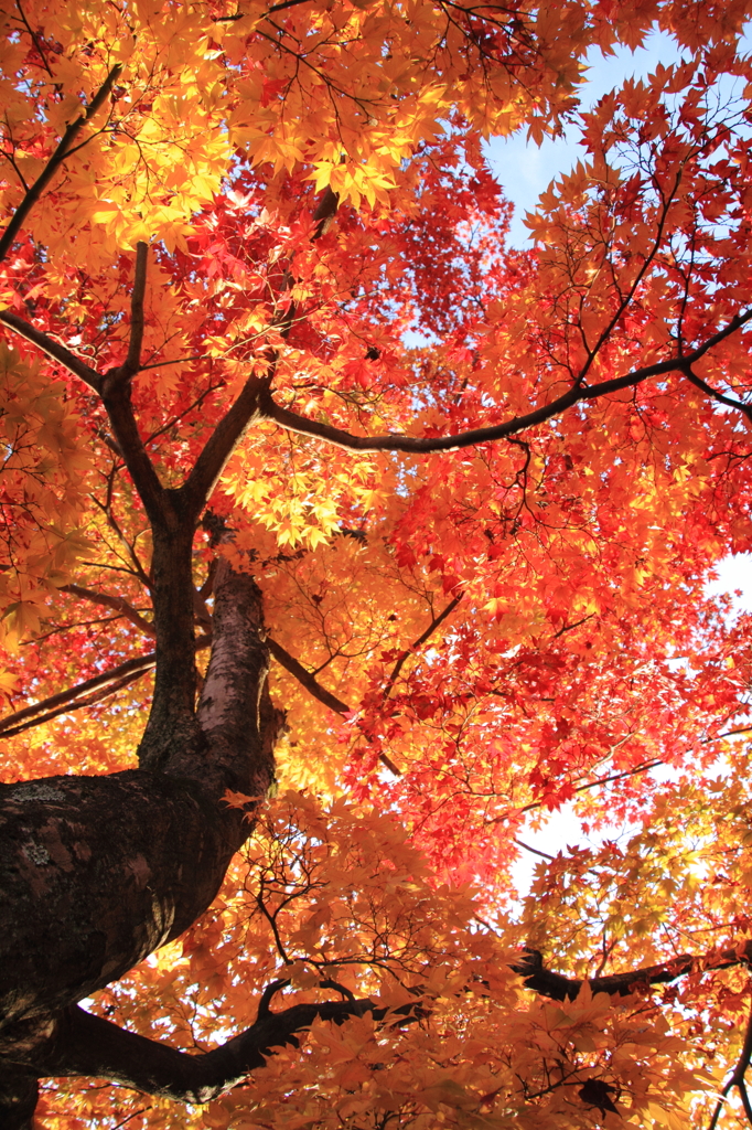 紅黄もみじ